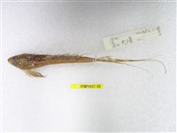 藏品(日本(魚銜))的圖片
